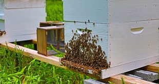 How Honeybees Maintain Temperature and Humidity in a Beehive, Bee Bearding