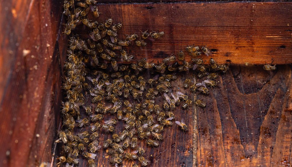 How Honeybees Maintain Temperature and Humidity in a Beehive