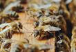 How Honeybees Maintain Temperature and Humidity in a Beehive