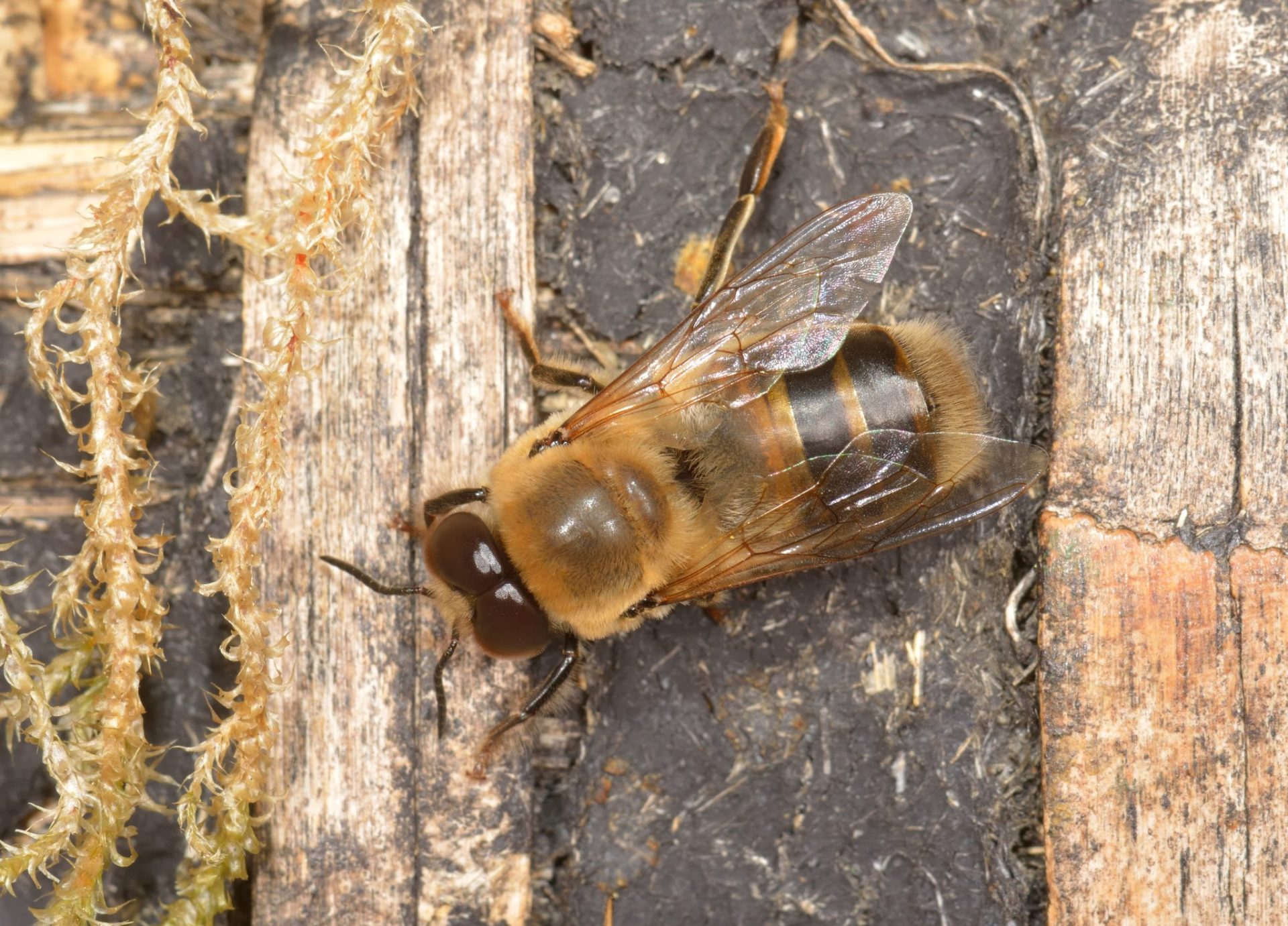 تعداد زنبورها در یک کلنی - زنبورهای بدون سرنشین