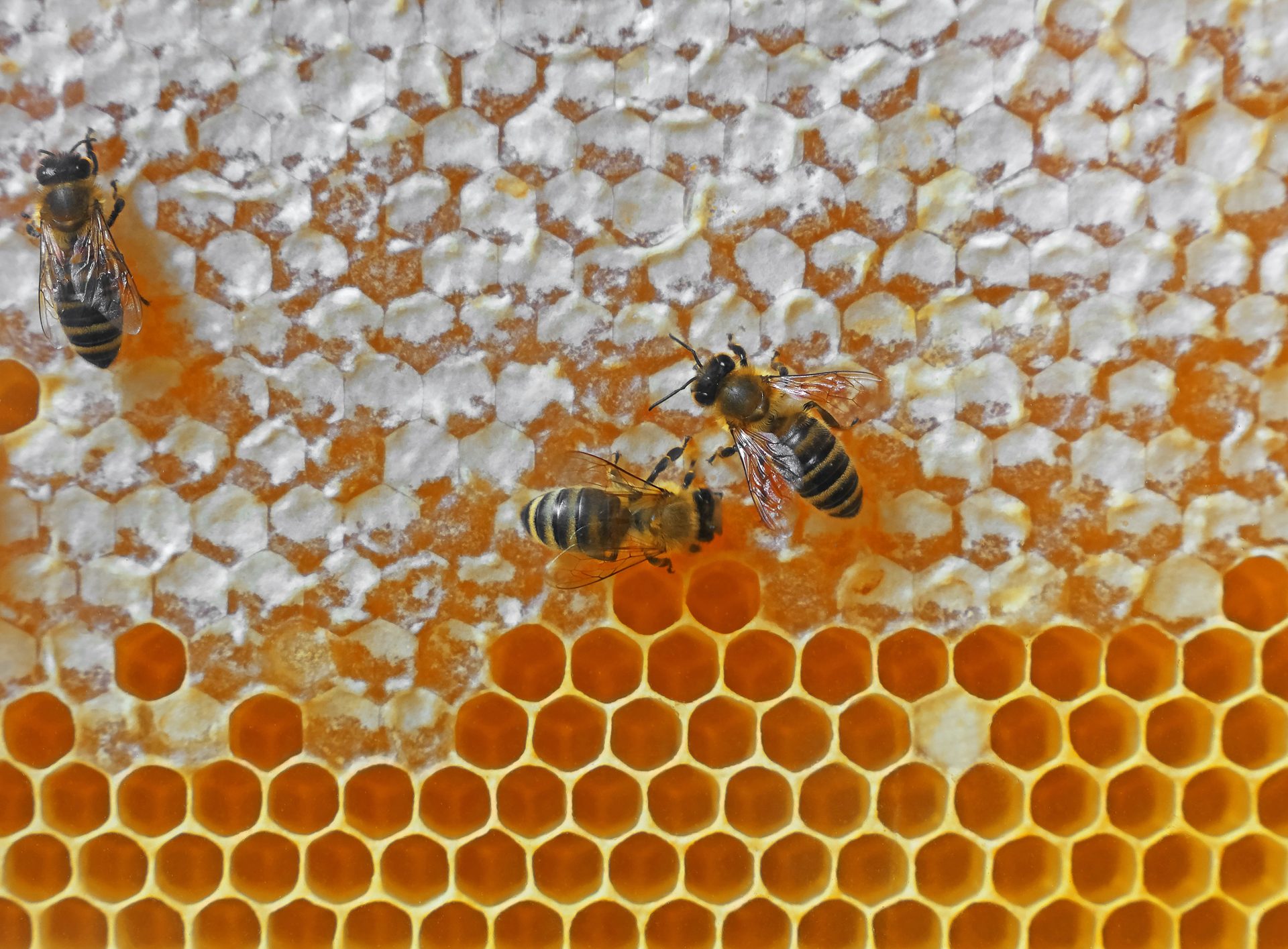 Is Harvesting Honey Bad for Bees