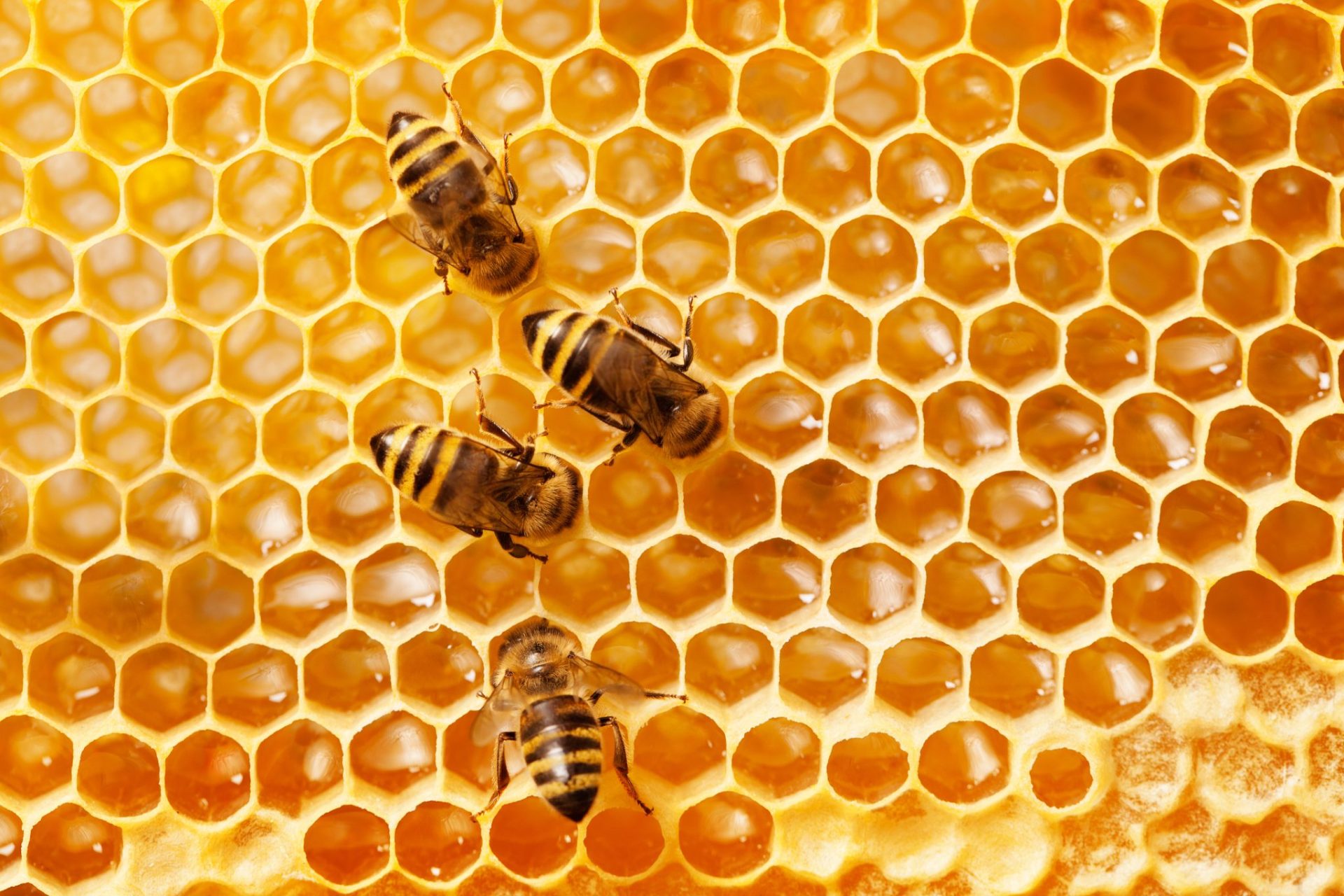 What Do Honeybees Eat