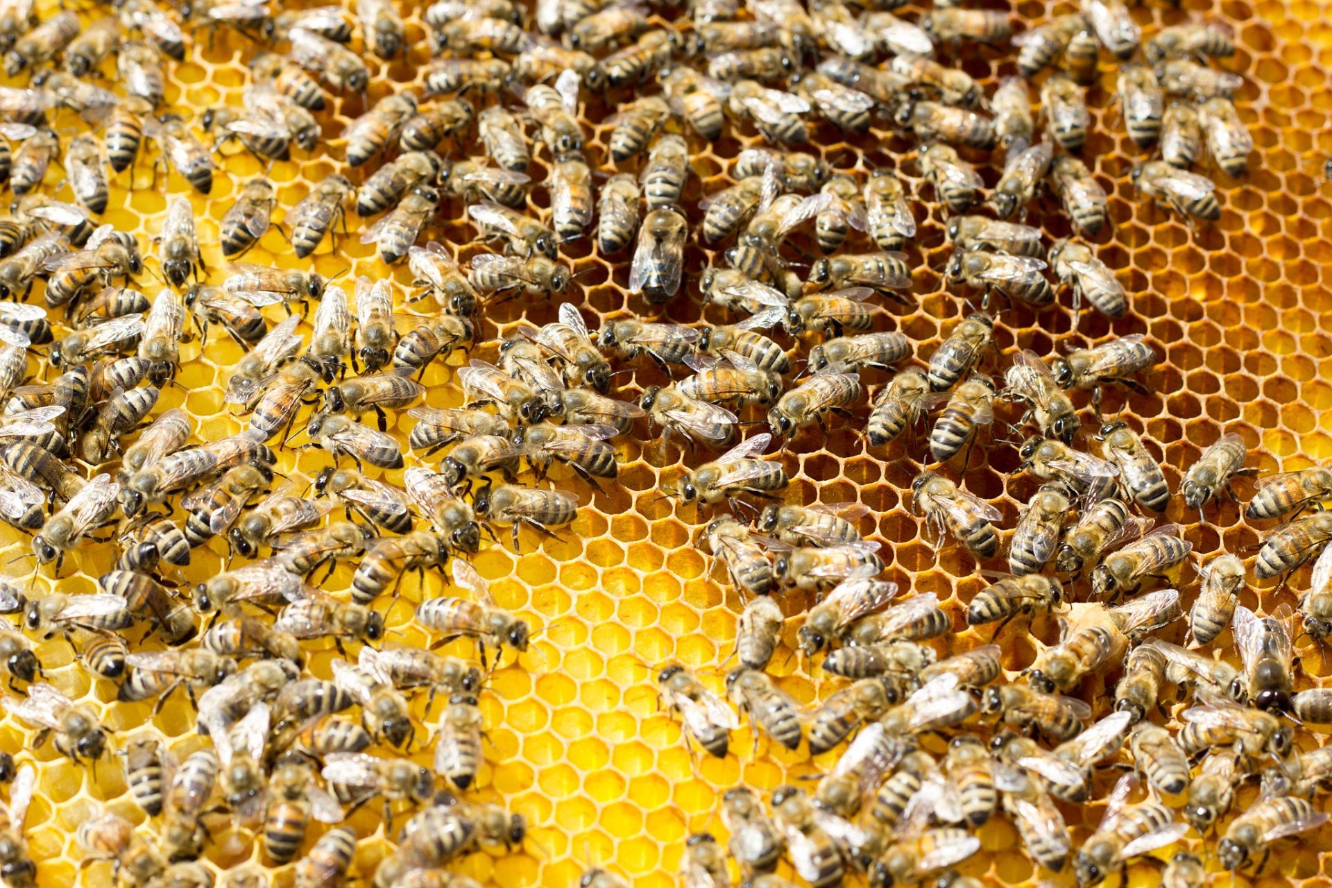 Genetic Diversity in Honeybees - Genetic Aspects that Contribute to Honeybee Population Declines