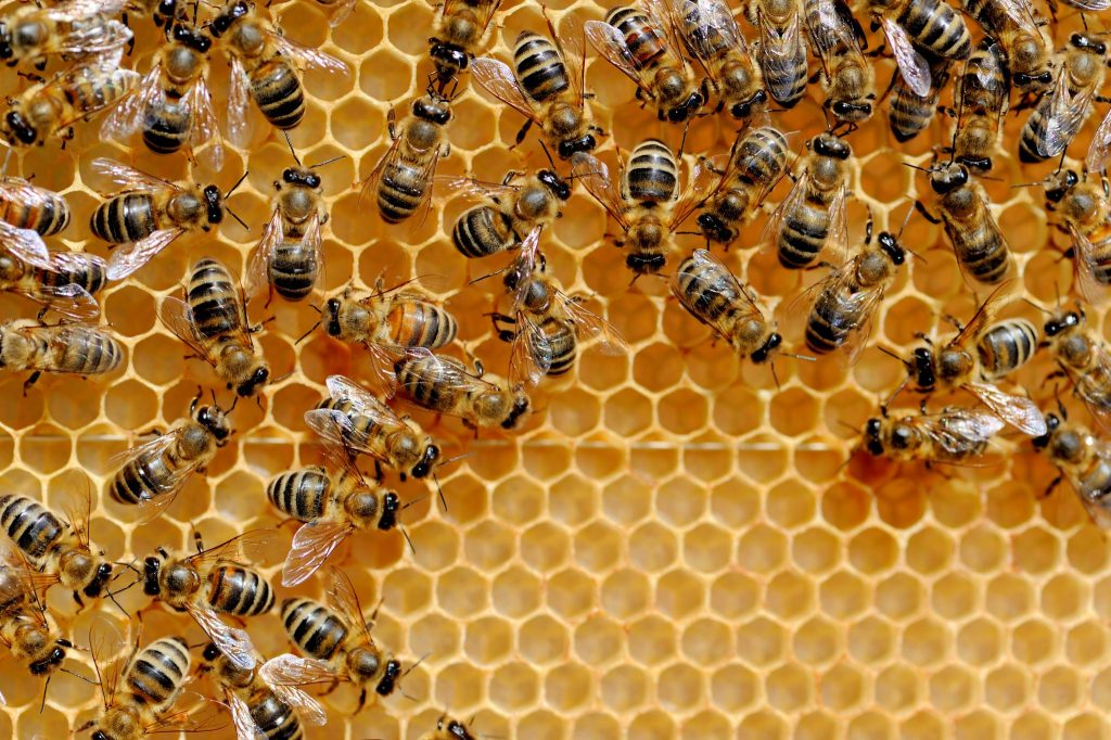 Reading Beehive Frames - Worker Bee Cells