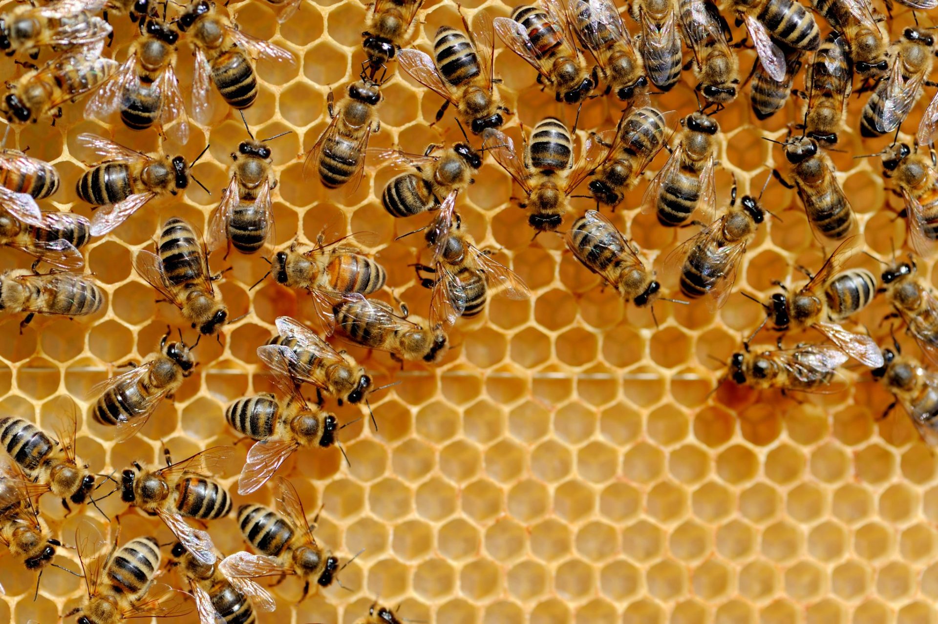 Honey Bee Life Cycle - Worker Bees