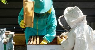 Beehive Maintenance