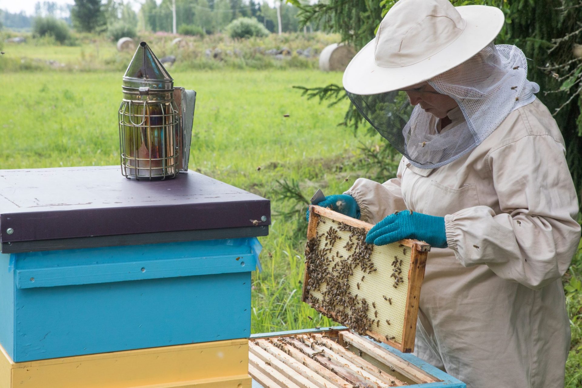 Beehive Maintenance Activities