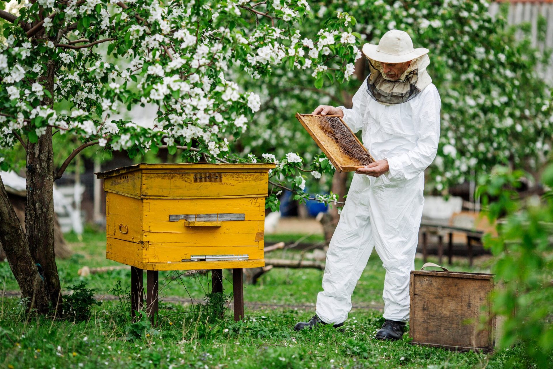 Low Beehive Maintenance