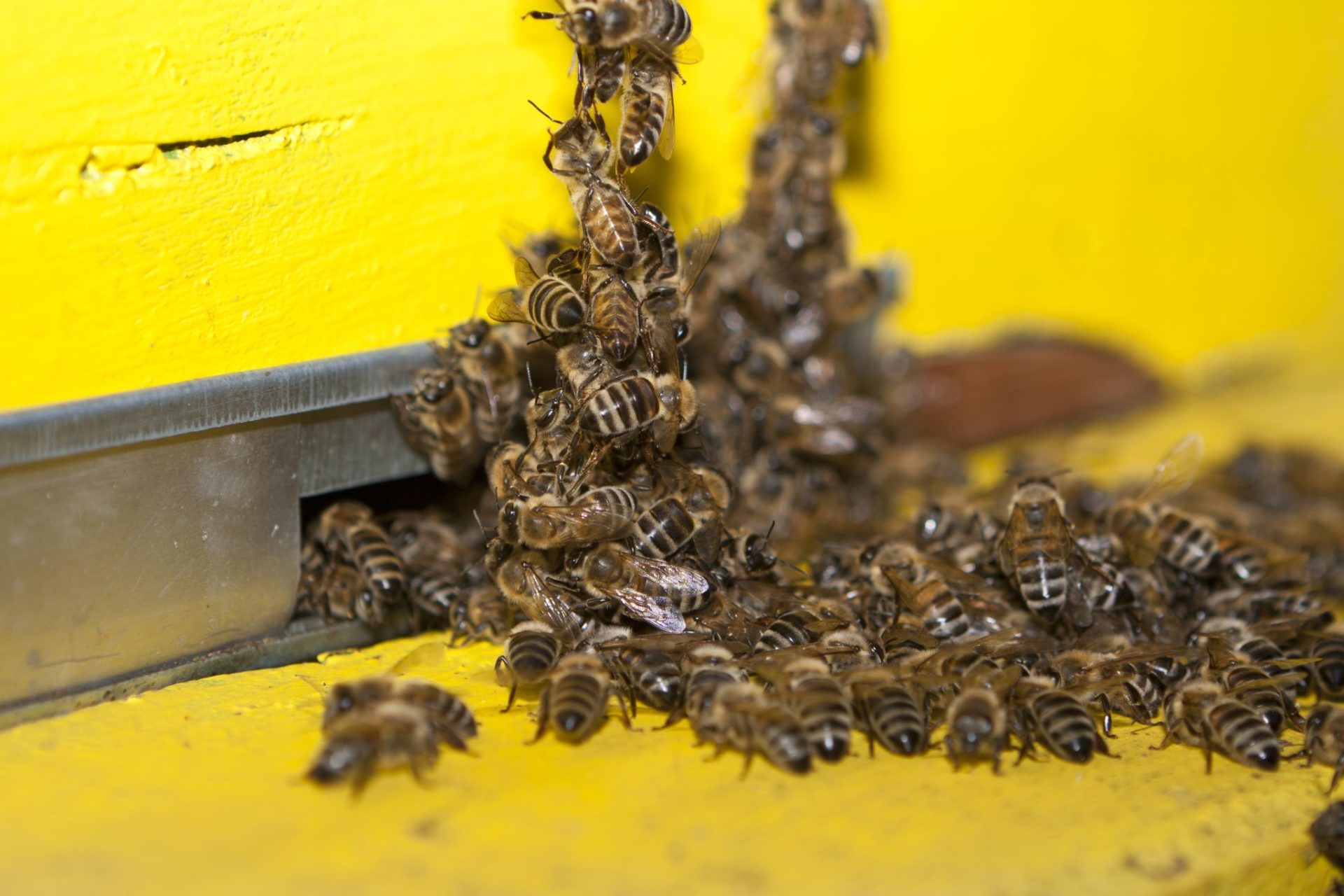 Honeybee Swarm Control - Bee Bearding
