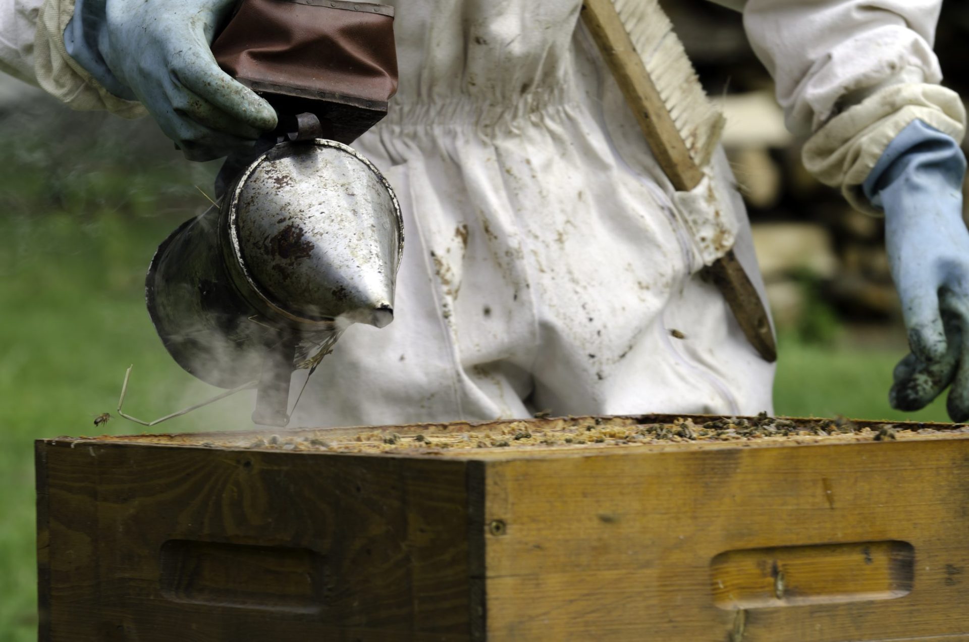 Honeybee Swarm Control - Swarm Prevention