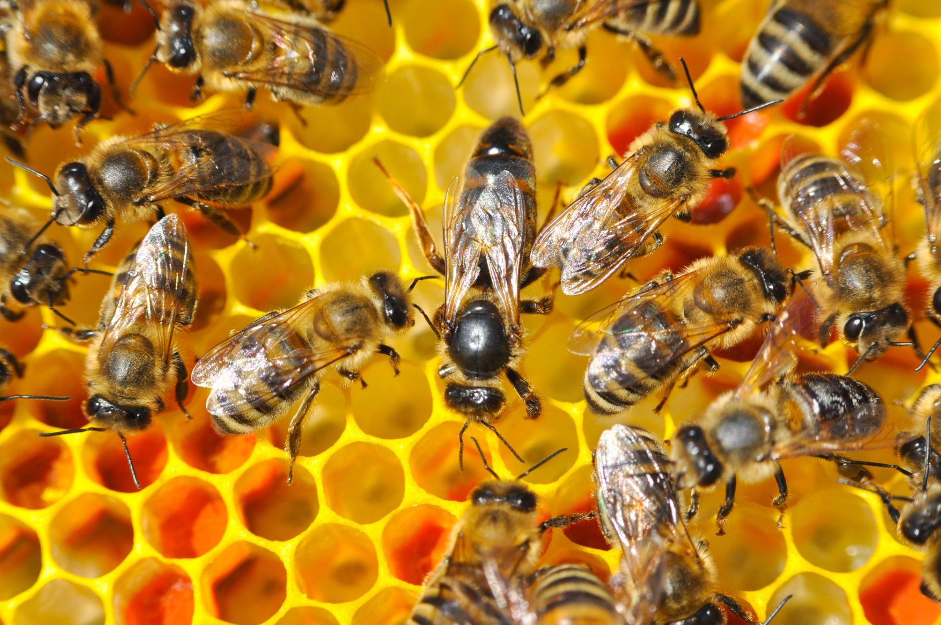 Combine Honeybee Colonies