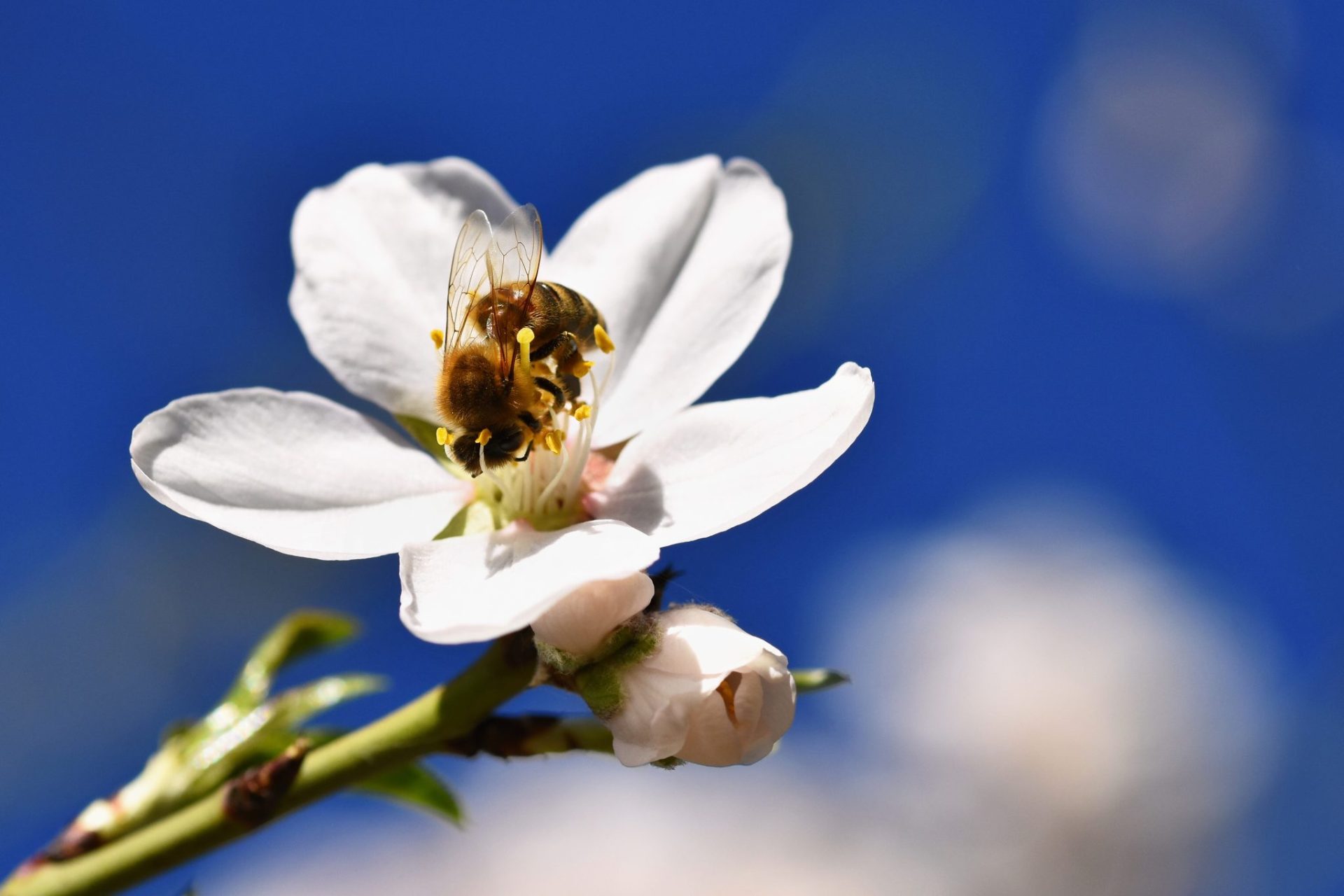 Native Bees - Wild Bee