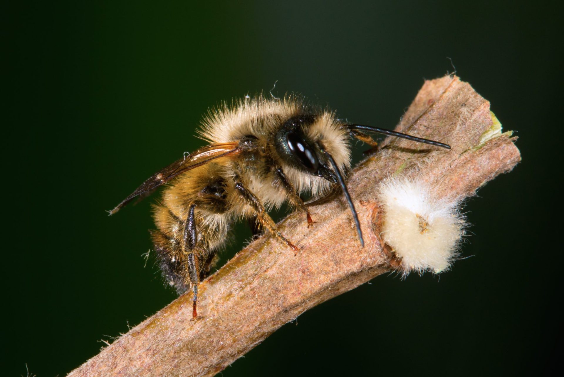 Native Bees - Mason Bee