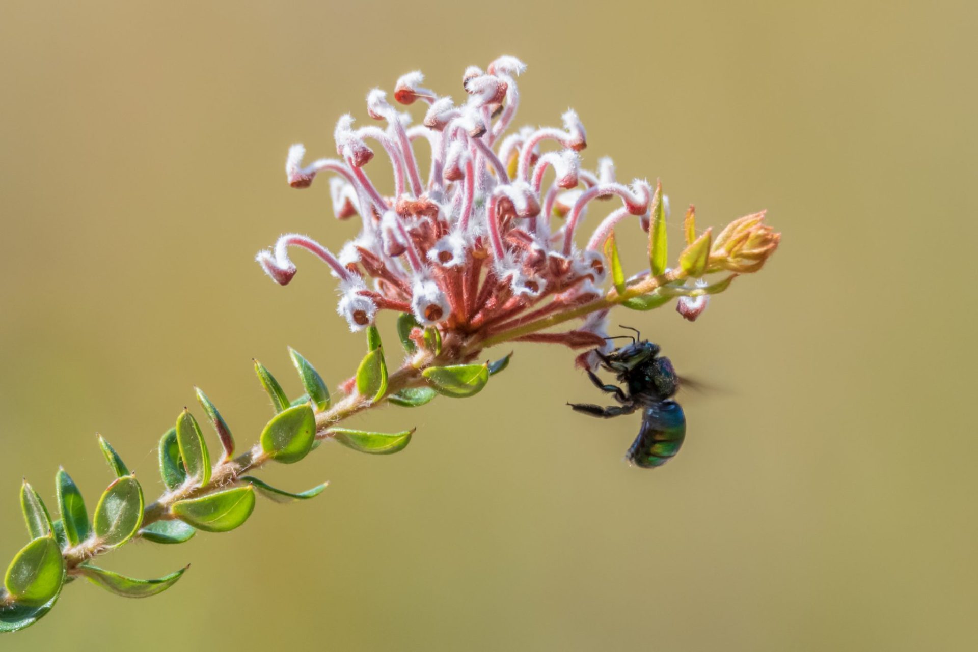 An Introduction To Native Bees - BeeKeepClub