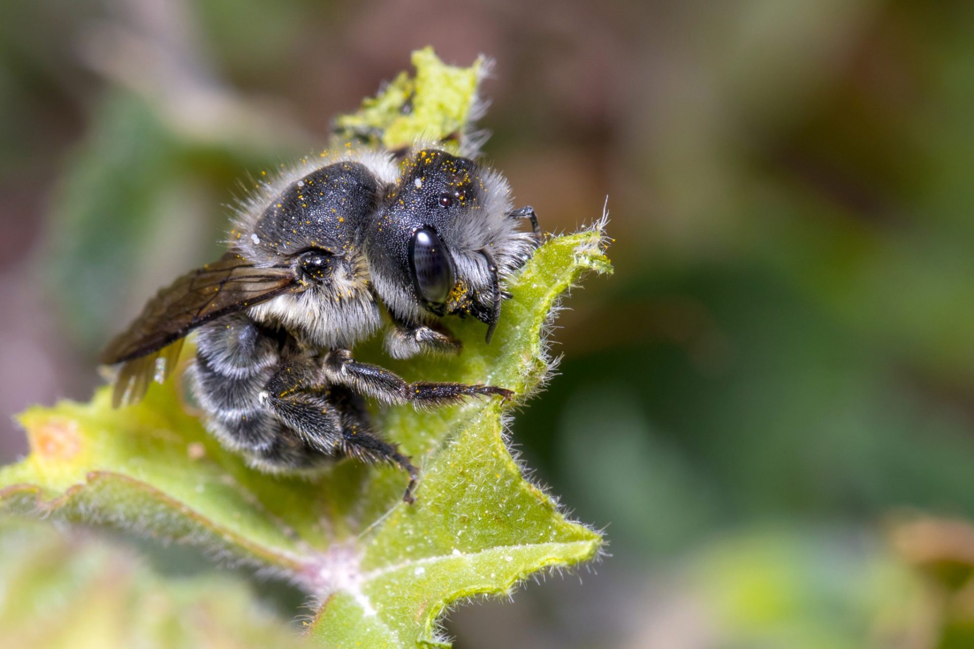 Native Bees - Leafcutter Bee