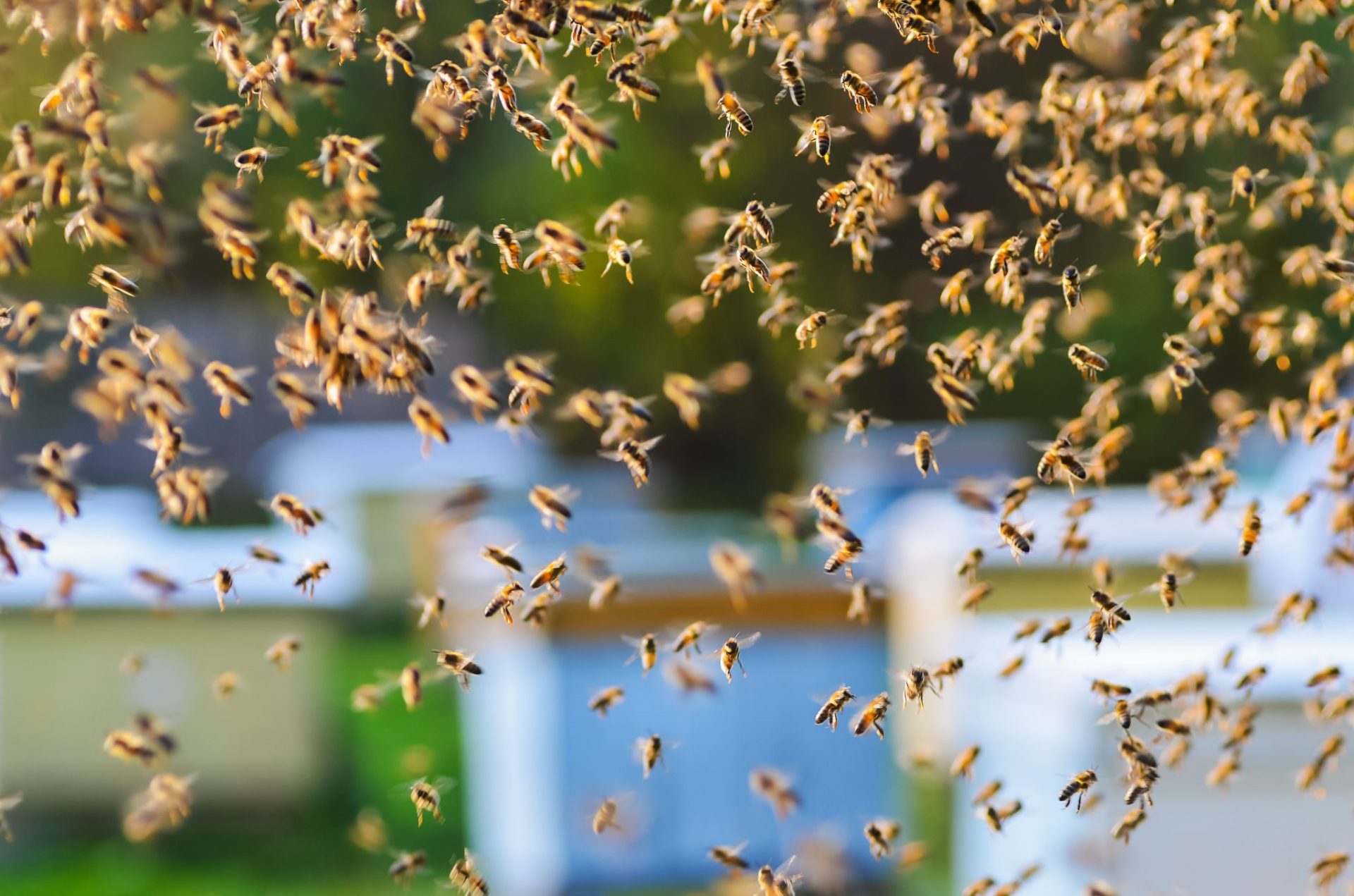 Honeybee Swarm Control