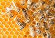 Genetic Diversity in Honeybees - Queen bee in bee hive laying eggs