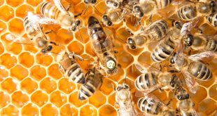 Genetic Diversity in Honeybees - Queen bee in bee hive laying eggs
