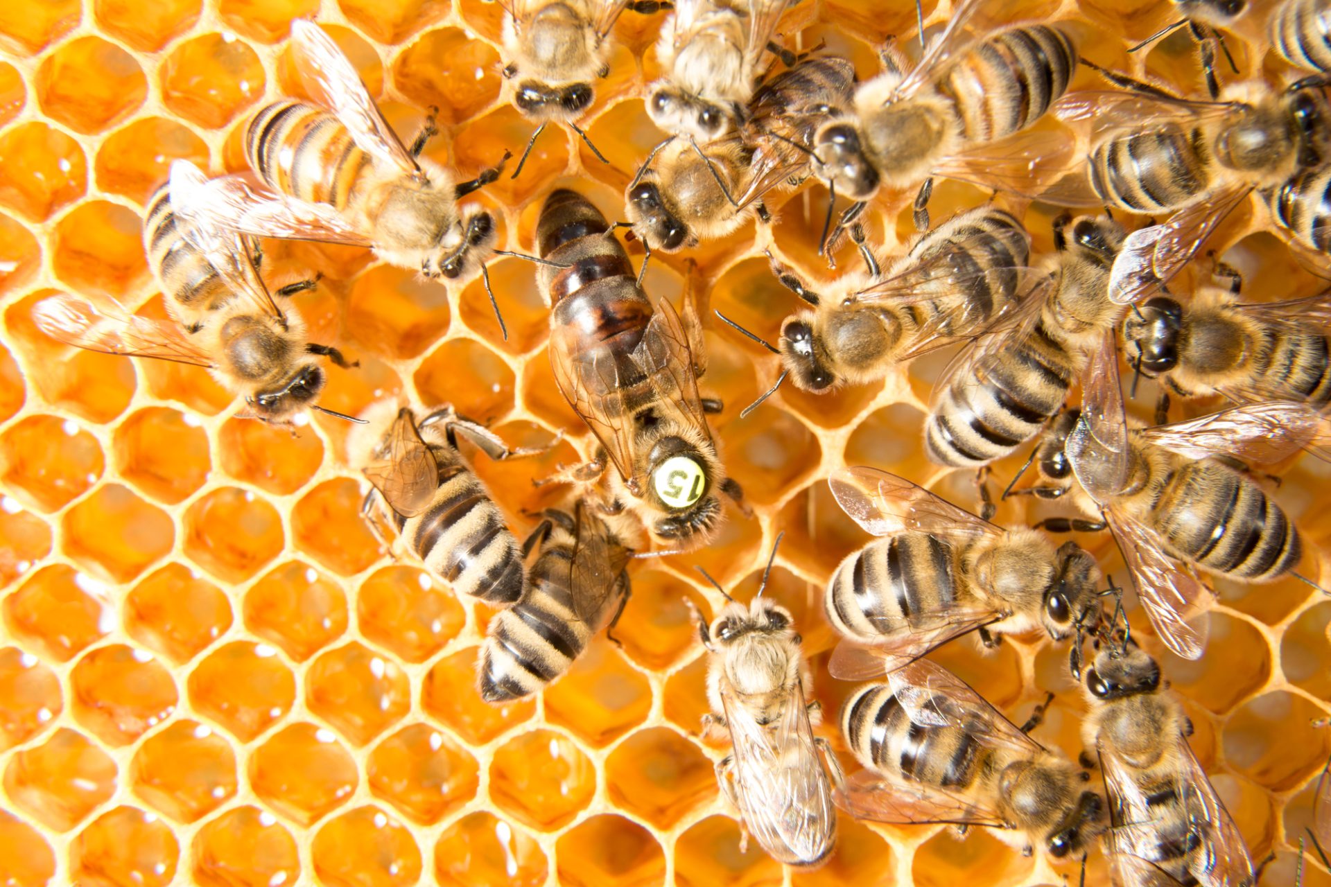 Genetic Range in Honeybees – Heading off Inbreeding