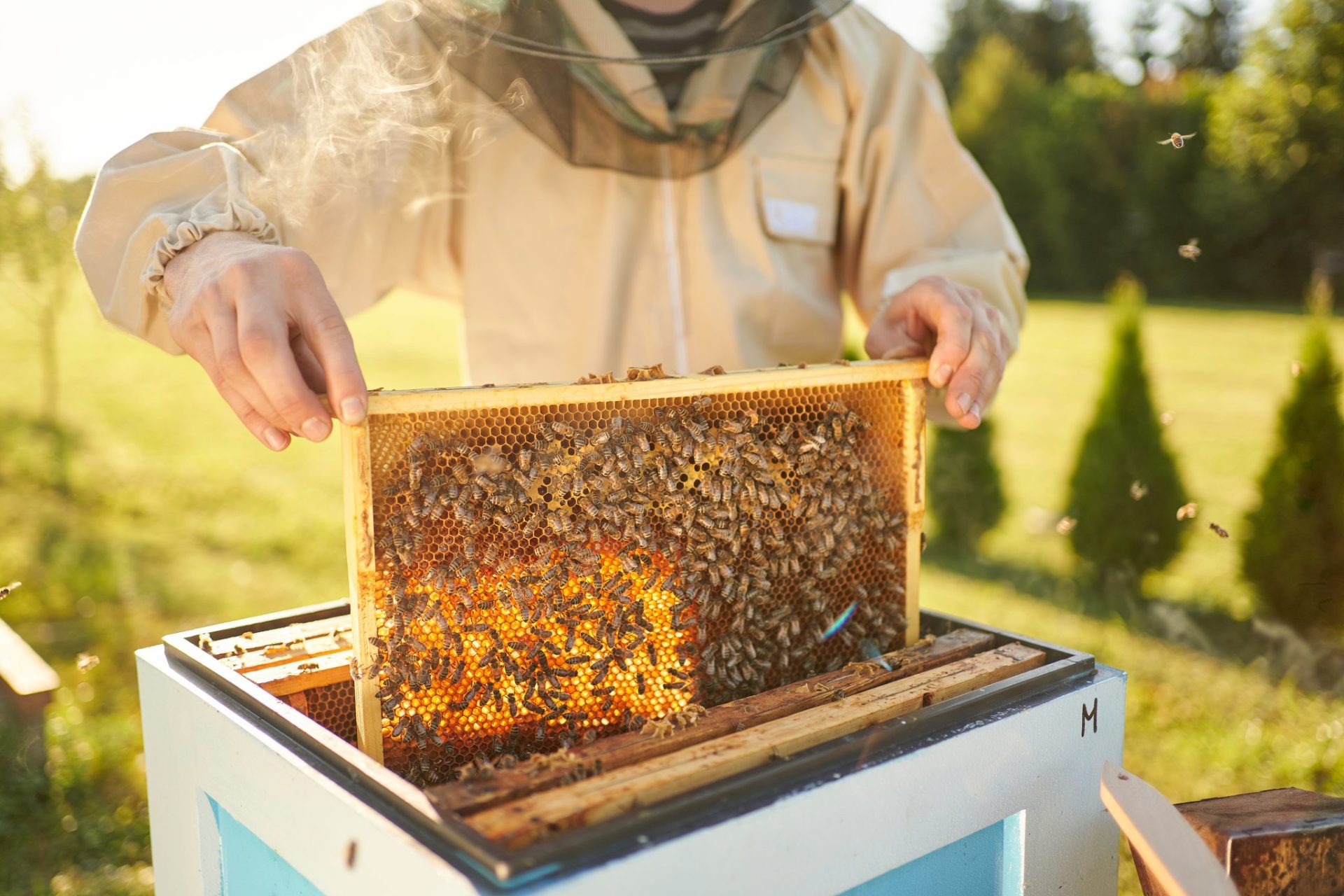Combine Honeybee Colonies - Inspecting Frame
