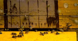 Combine Honeybee Colonies