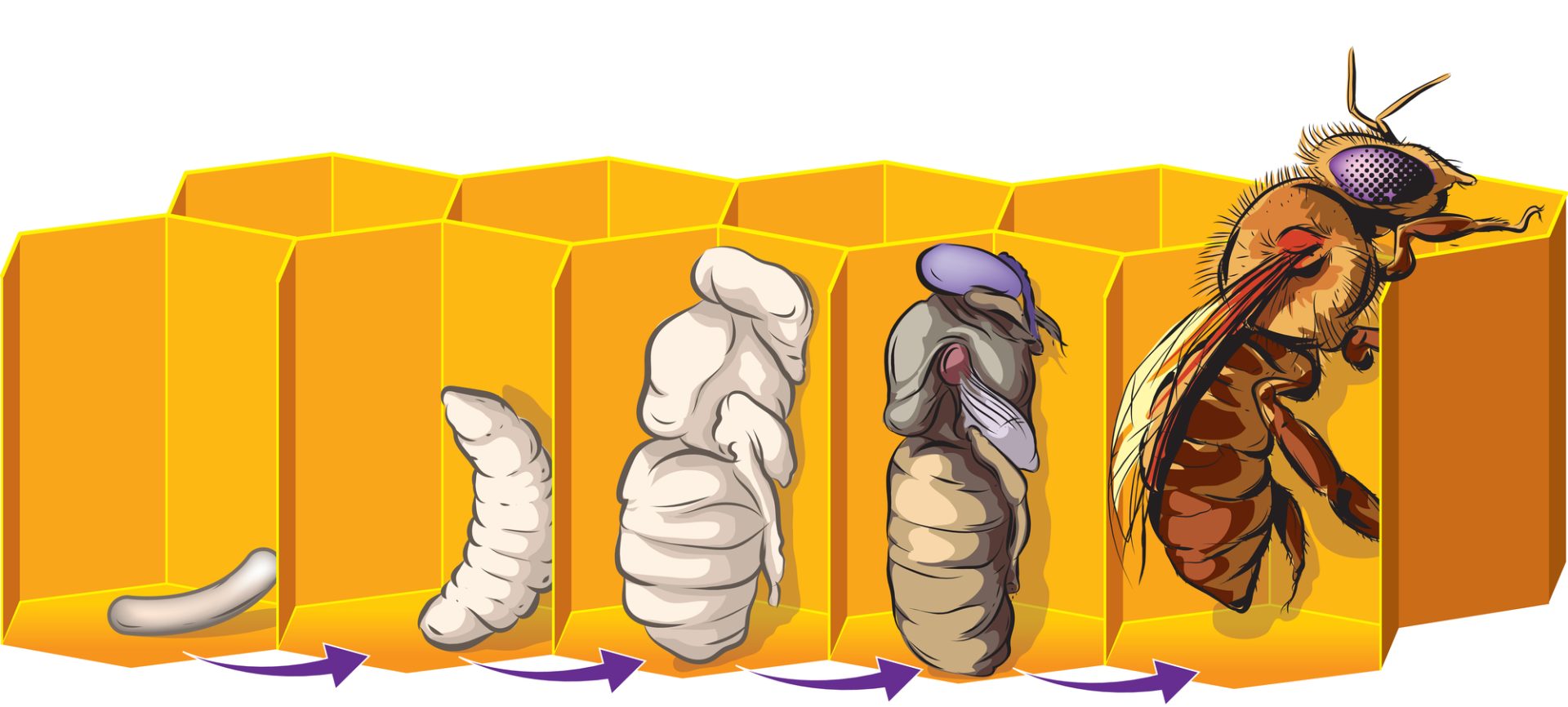 Honeybee Genetic Diversity - Life Cycle