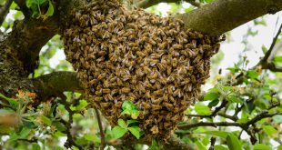Honeybee Colony Swarm Control and Management