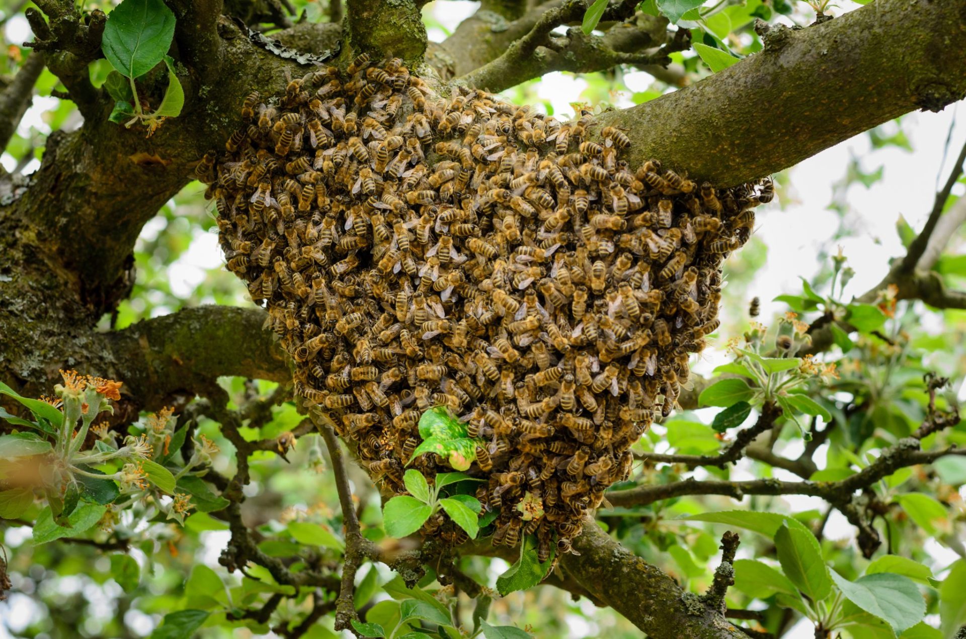 Conservation Beekeeping - Dealing with Swarming