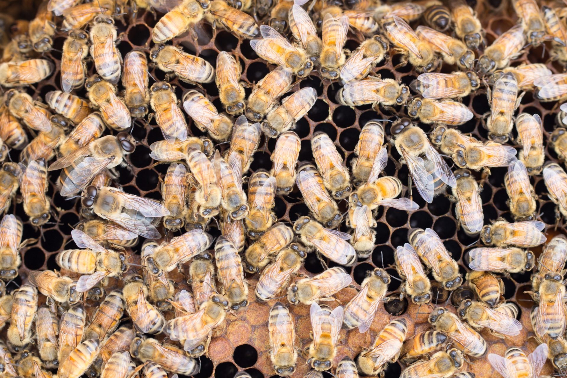Genetic Diversity in Honeybees - Negative Results of Inbreeding