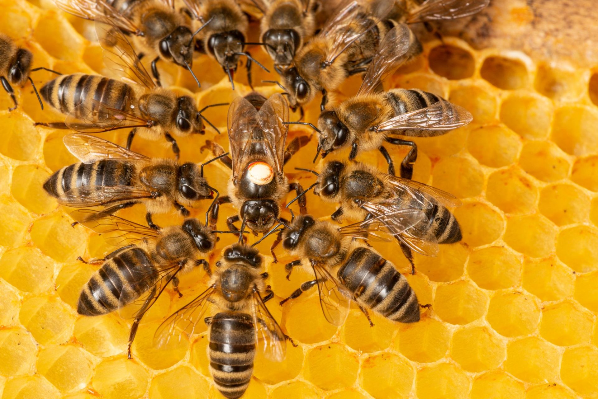 Combine Honeybee Colonies - Worker Bees Gathering Around the Queen