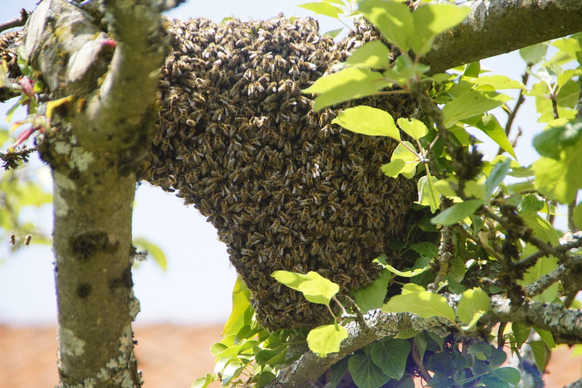 Genetic Diversity in Honeybees - Wild Honeybee Colony