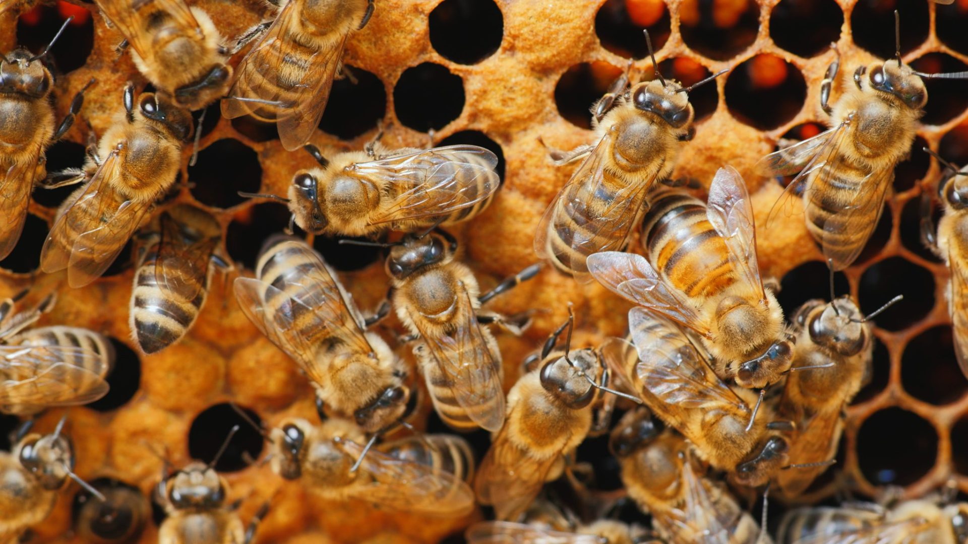What Are Laying Worker Bees?