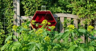 Indoor Beekeeping - Beecosystem