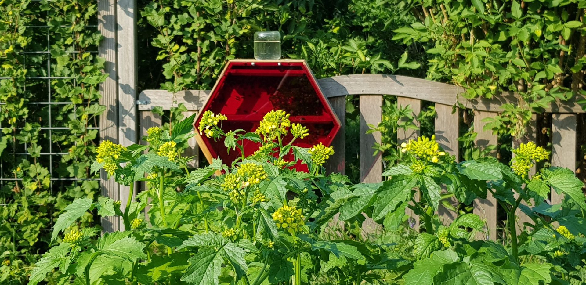 Indoor Beekeeping - Indoor Hive