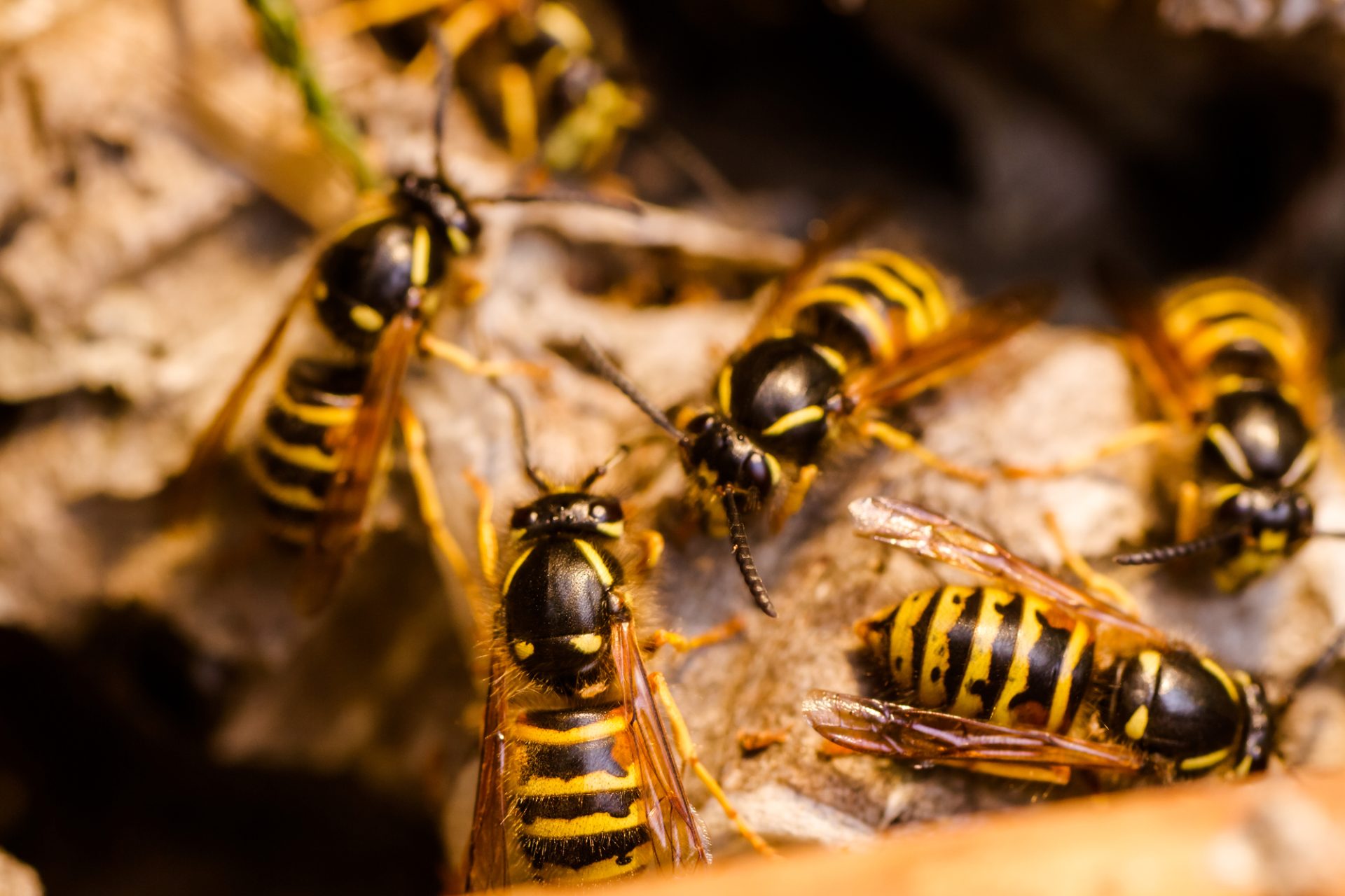 Protect Mason Bees from Wasps
