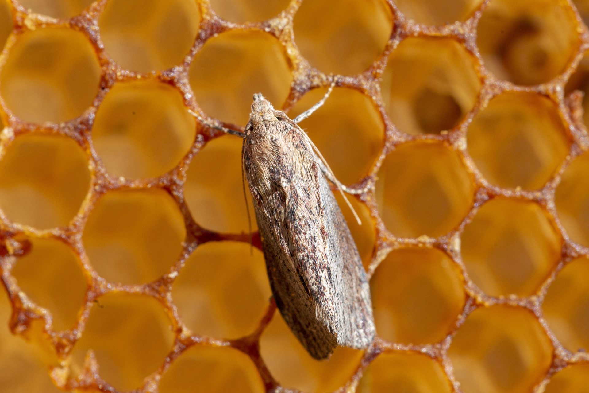 Wax Moth Traps - Greater Wax Moth on Beehive