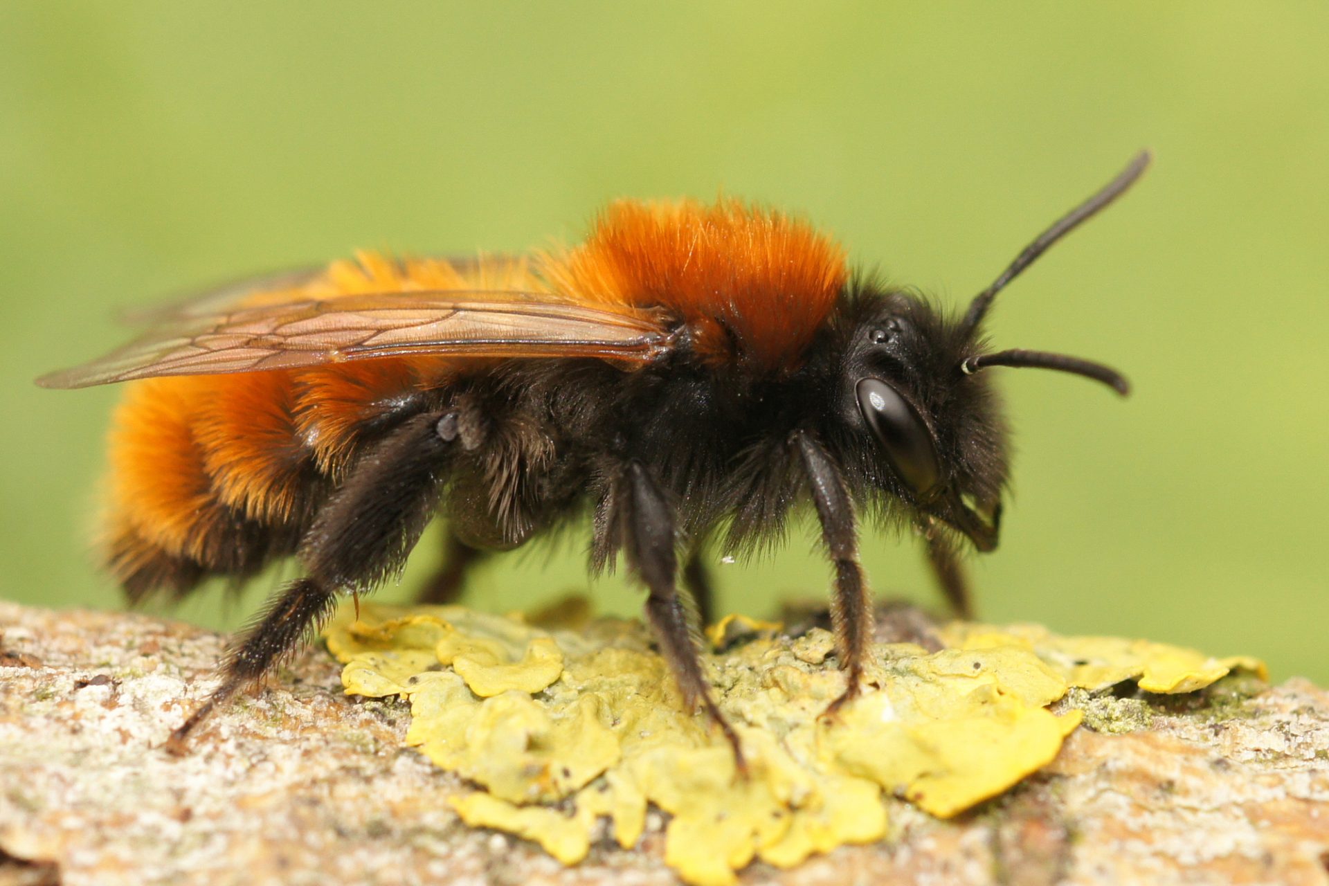 How to Harvest Wild Bee Cocoons