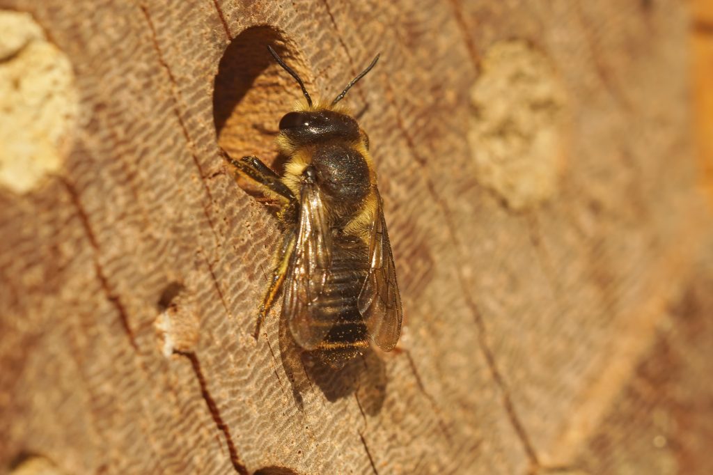 Harvest Leafcutter Bee Cocoons