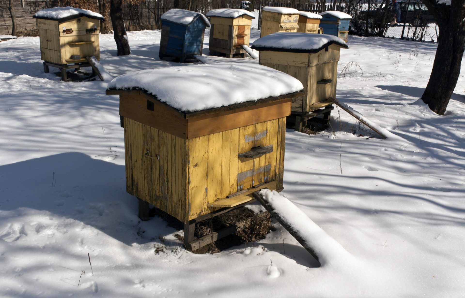 Freezing Honey - Beehives in Snow