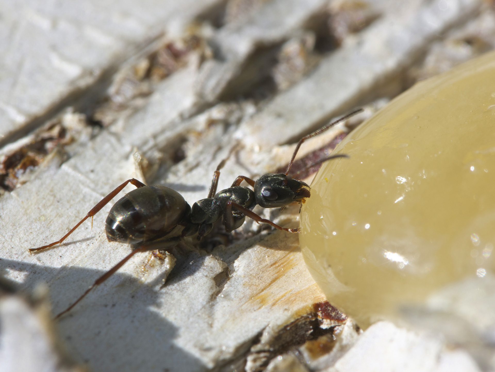 Protect Honey Bees from Ants - Ant eating honey