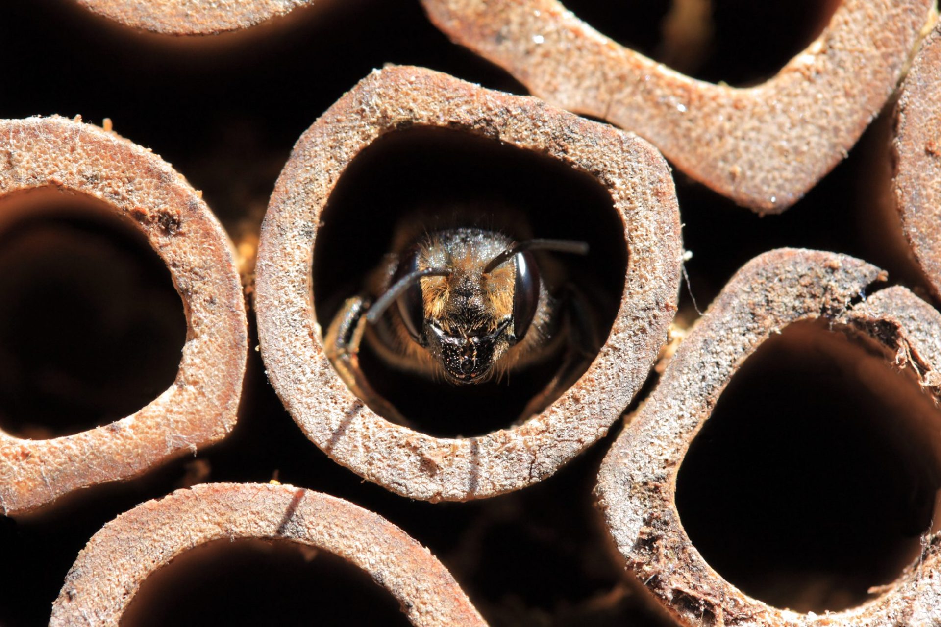 Leafcutter Bee House