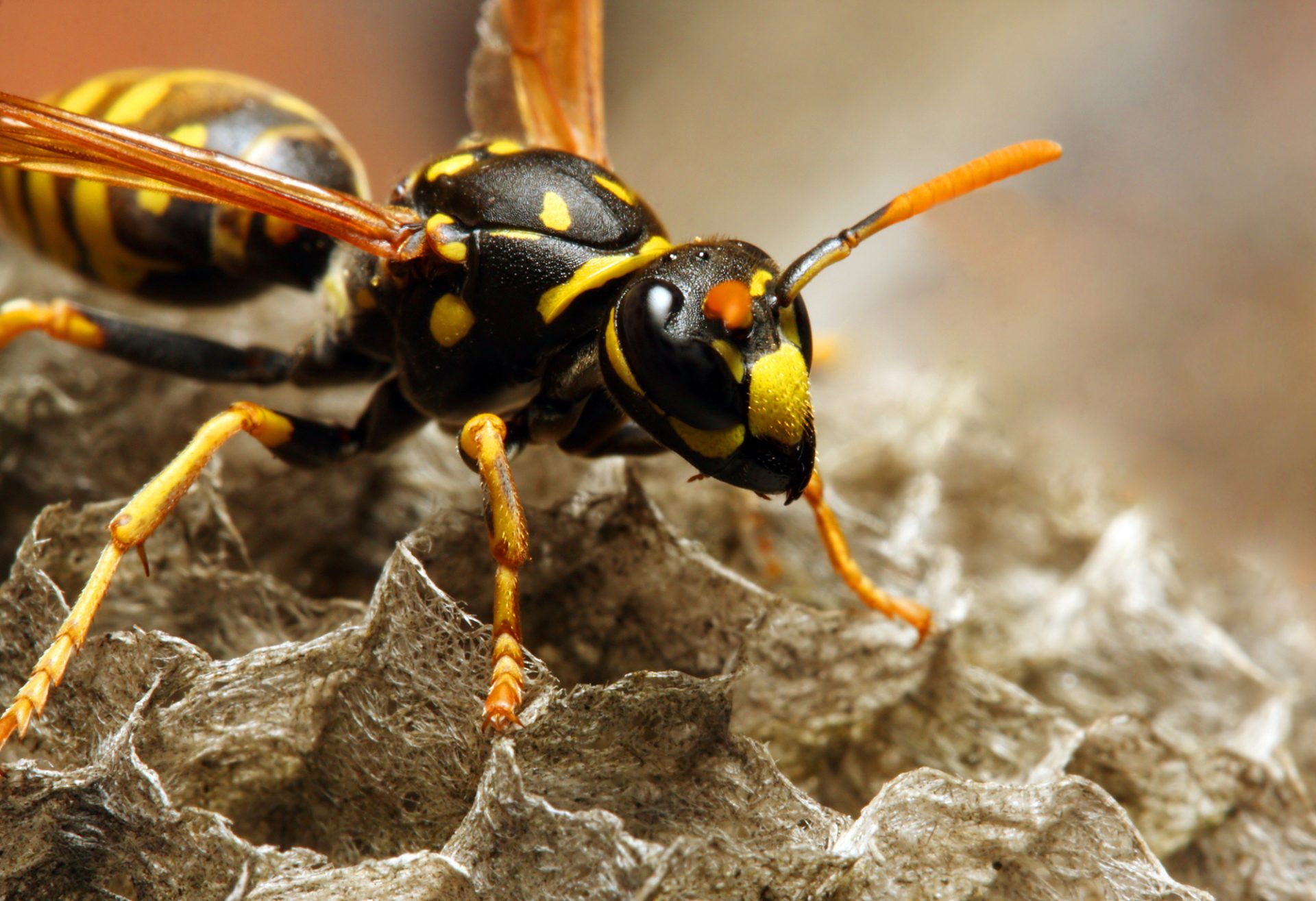 How to Make a Yellow Jacket Trap