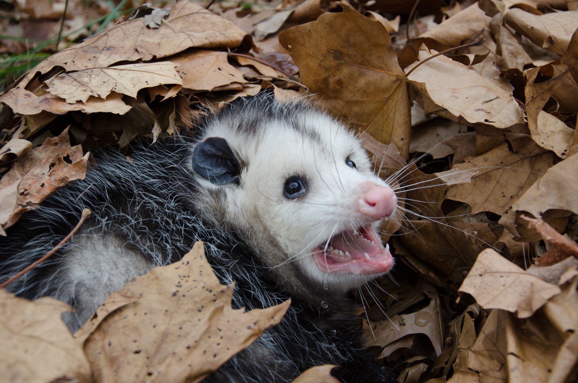 Do Possums Eat Bees? - A large Virginai opossum bedded down in leaves and showing its teeth