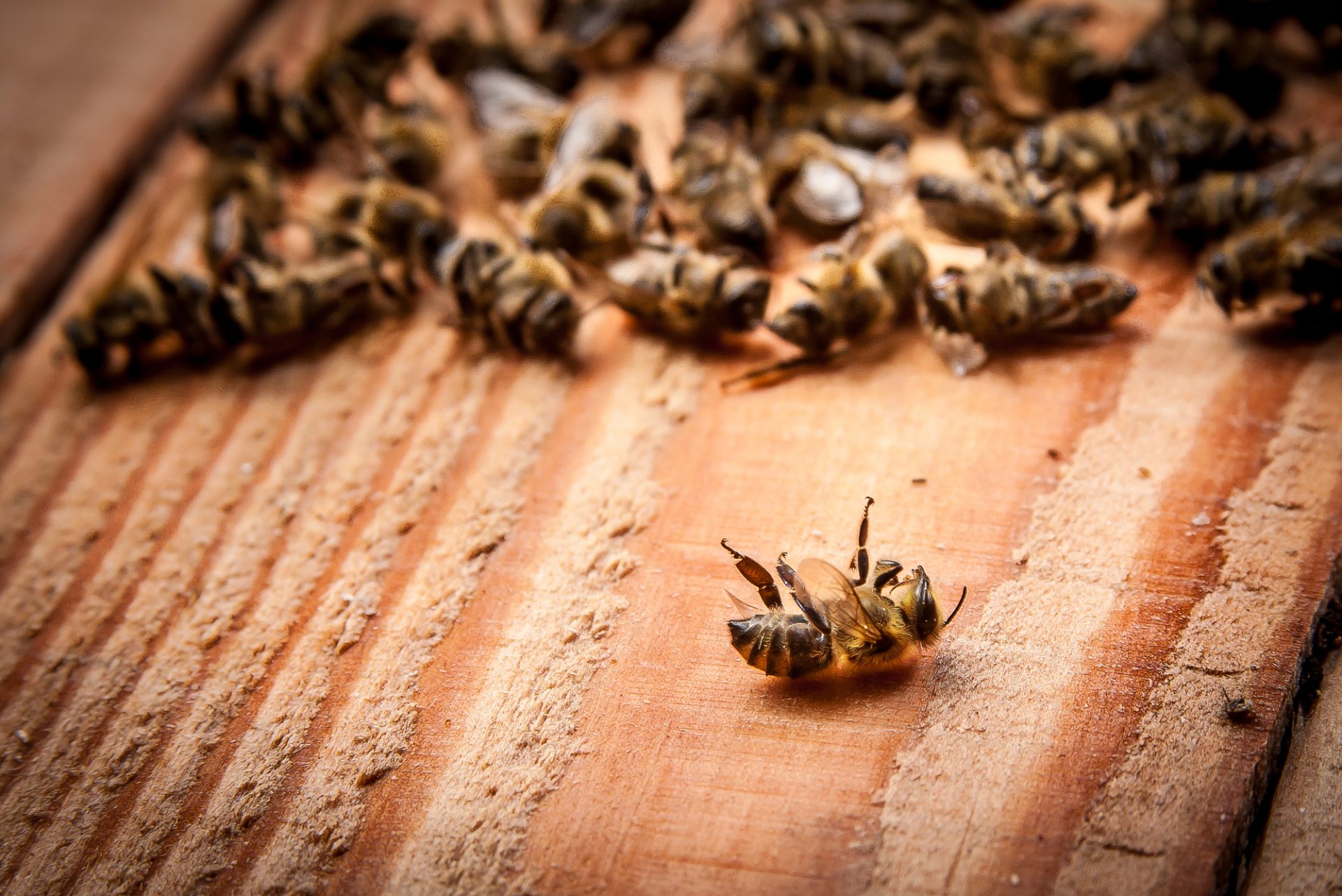 Beekeeping in Winter - Dead bees