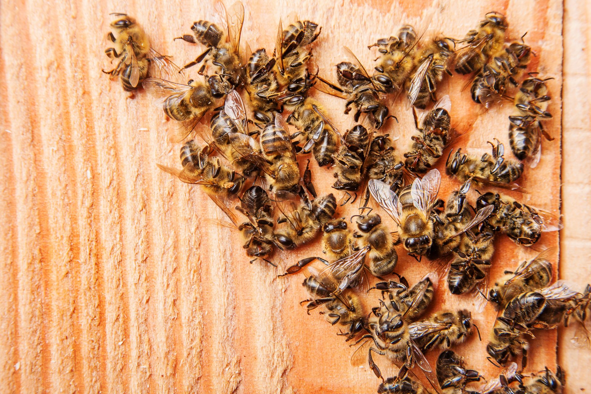 Dead bees on wooden boards