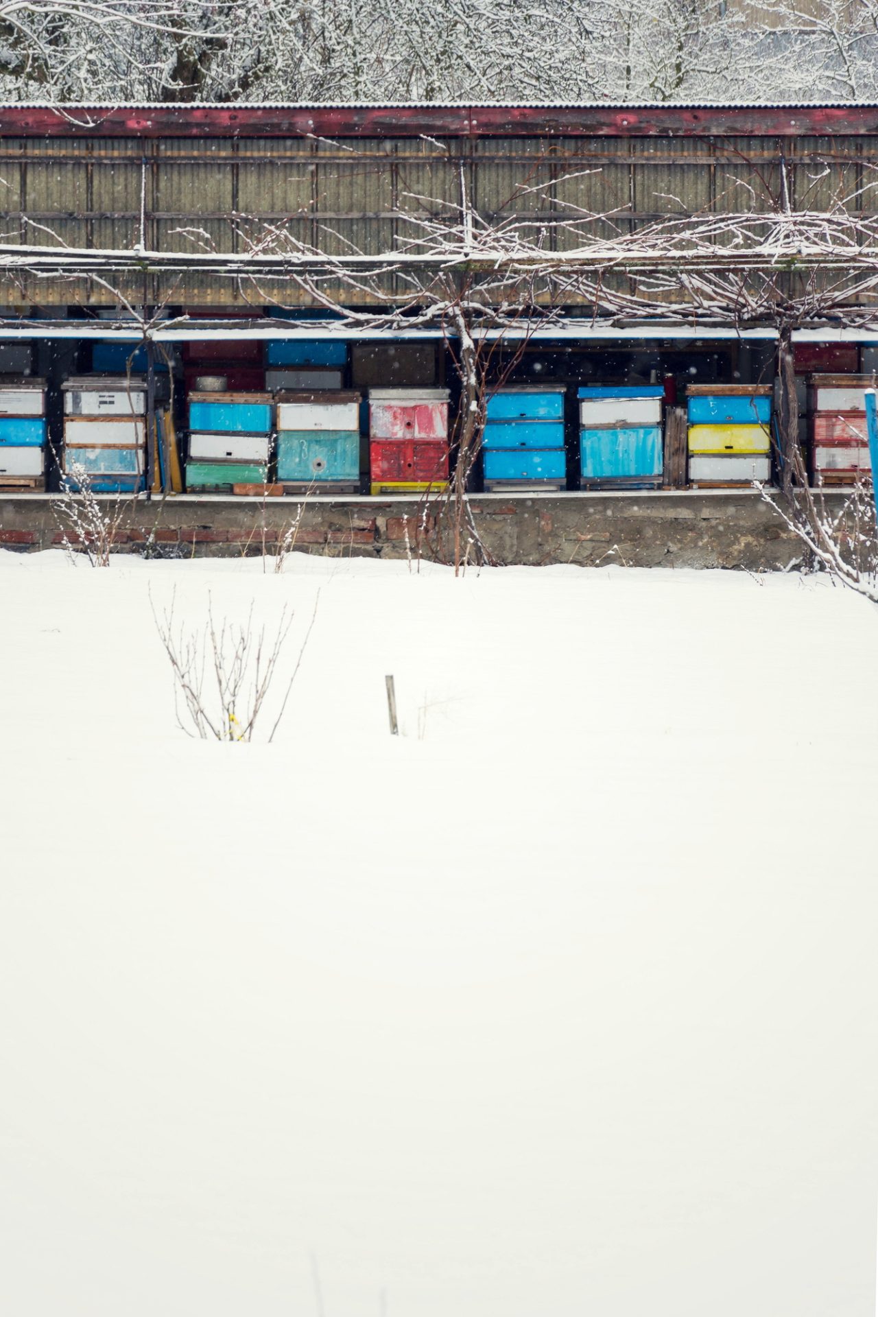 Keeping Bees Inside for Winter - Vintage colorful wooden beehives on snowy winter freezing day