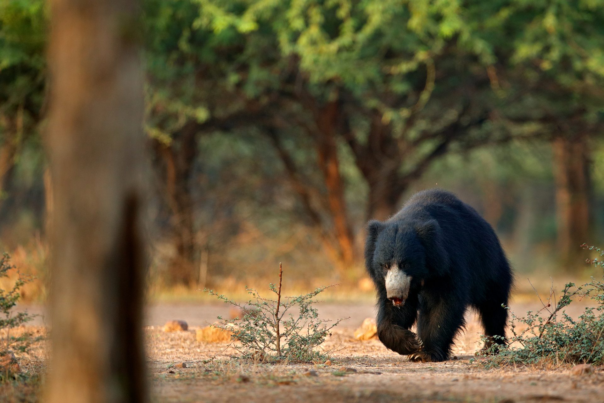 Protect Honey Bees from Bears