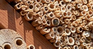 Mason Bee Nesting Materials