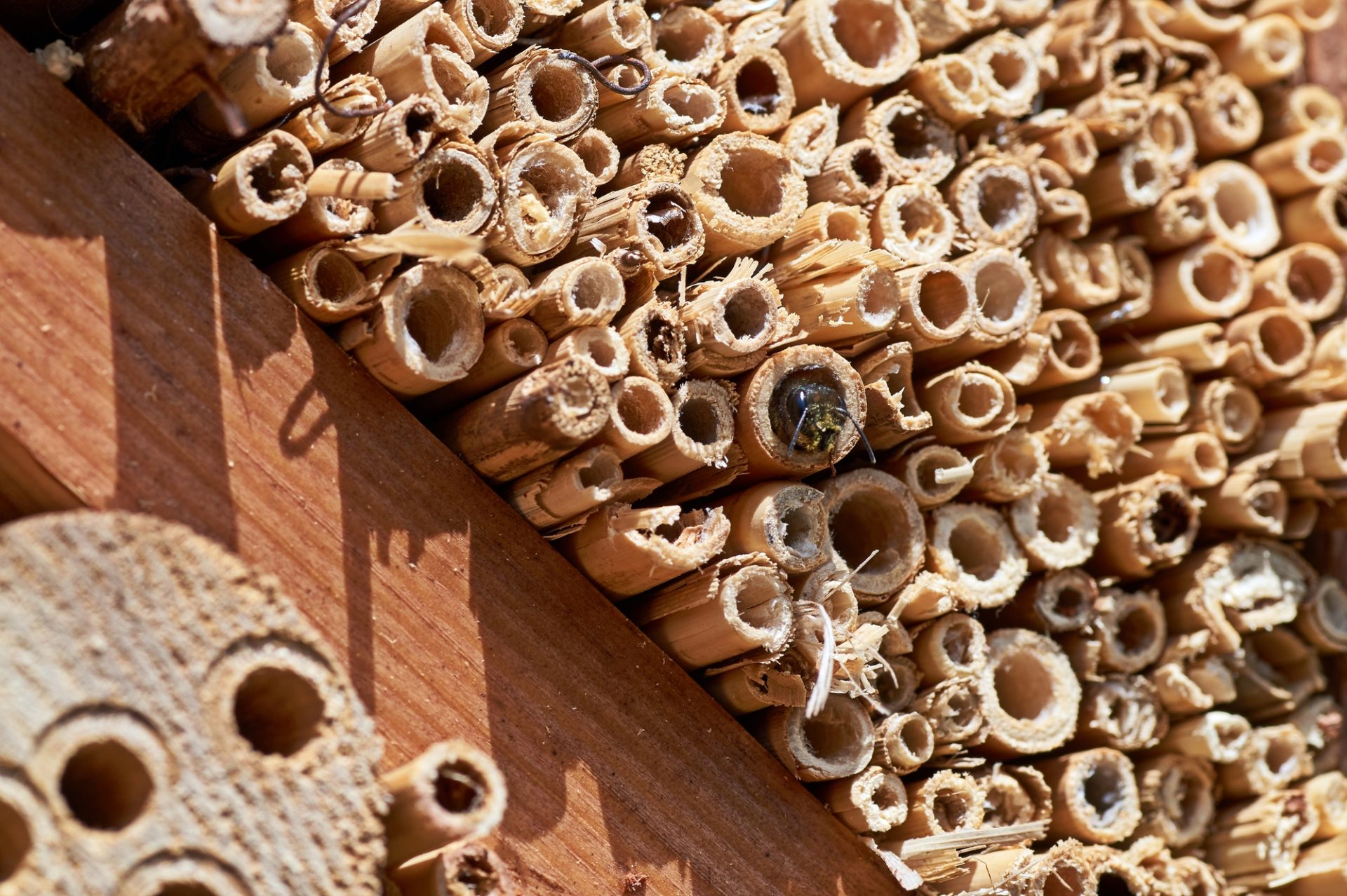Mason Bee Life Cycle - How Mason Bees Build Their Nests