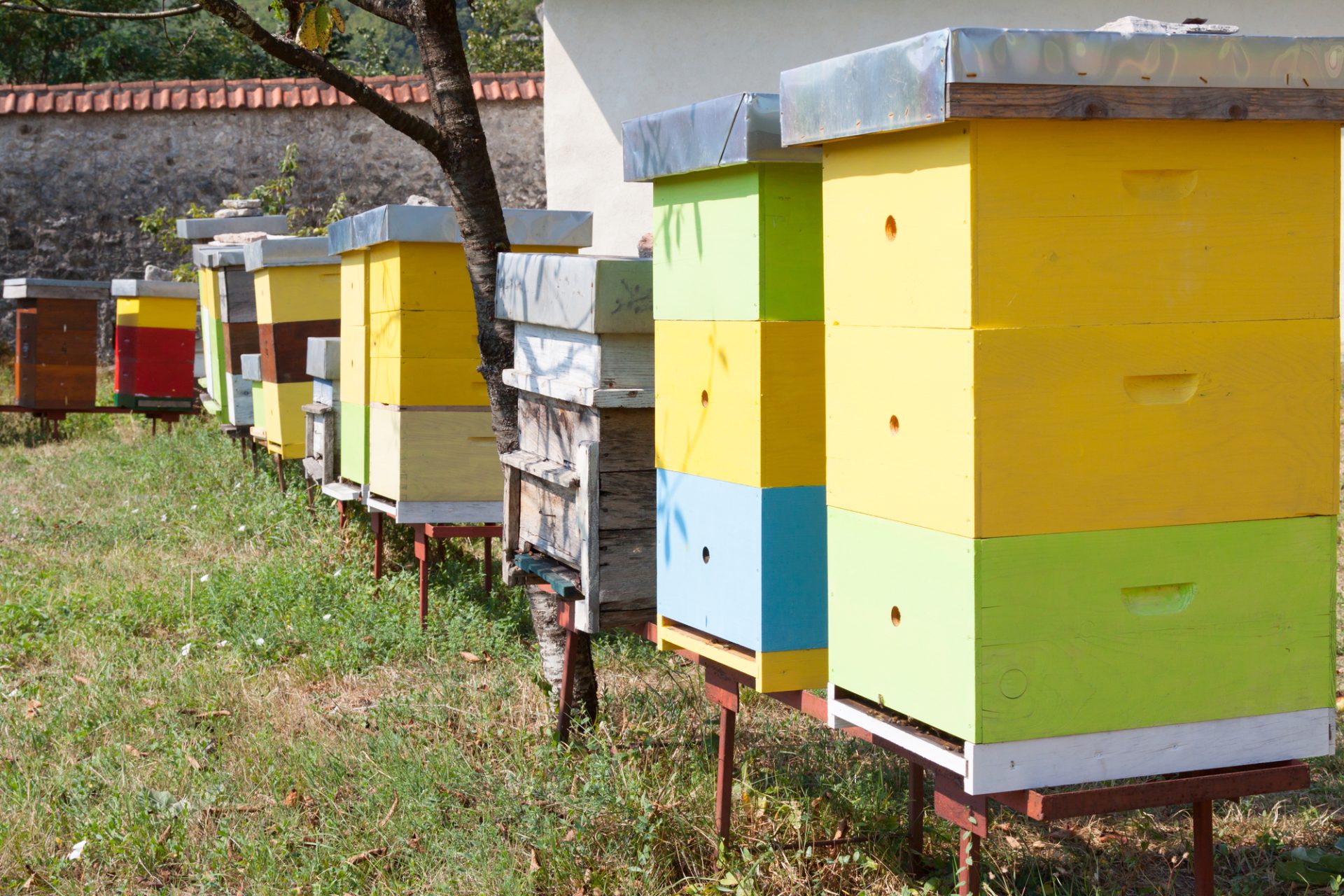Plastic Beehives vs Wooden Beehives